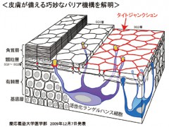 慶応大学医学部が発表した皮膚の防御機能の図