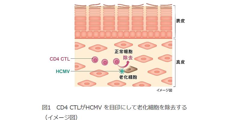 shiseido_1