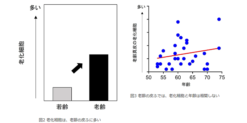 shiseido_2