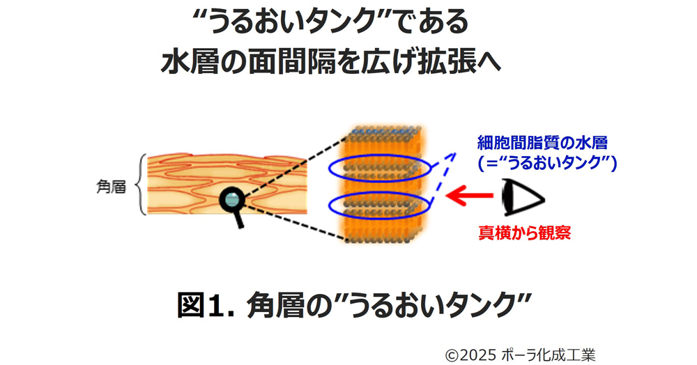ポーラ化成工業の研究