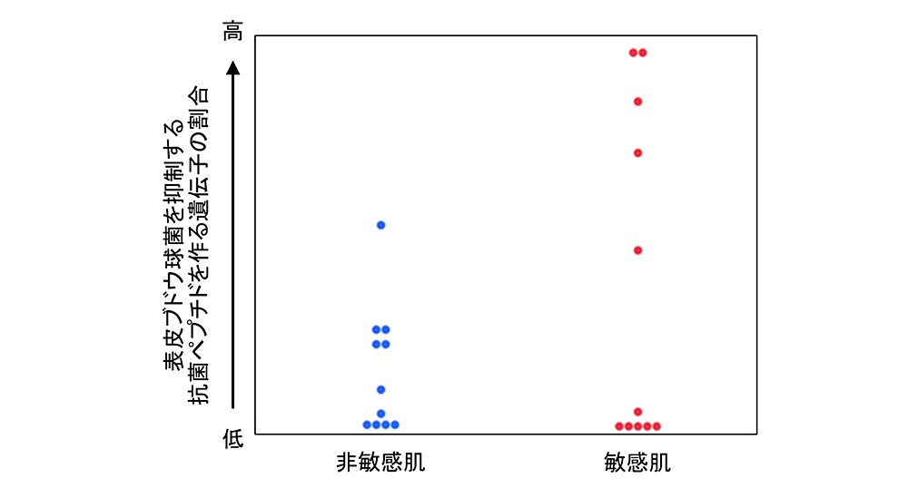 敏感肌に潜む“阻害菌”を発見
